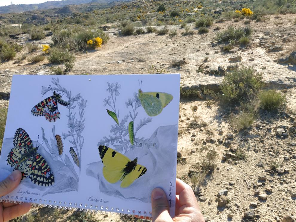 Seguimiento de Euclhoe Bazae.